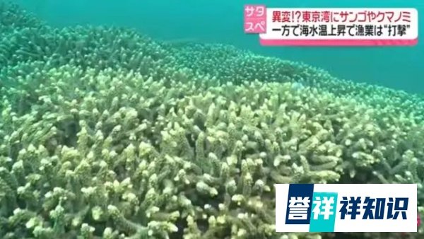 日本东京湾出现“奇异景象”:珊瑚疯长,热带鱼增多
