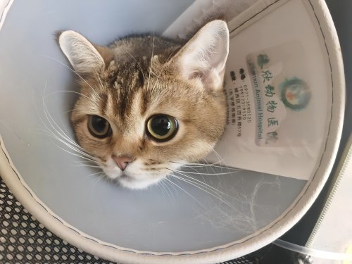 母猫绝育针多少钱一支