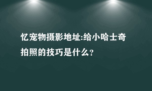 忆宠物摄影地址:给小哈士奇拍照的技巧是什么？