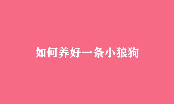 如何养好一条小狼狗