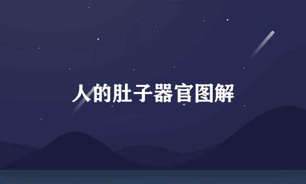 人的肚子器官图解