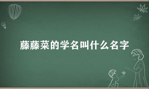 藤藤菜的学名叫什么名字
