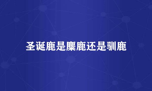 圣诞鹿是麋鹿还是驯鹿