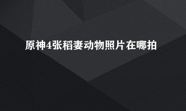 原神4张稻妻动物照片在哪拍