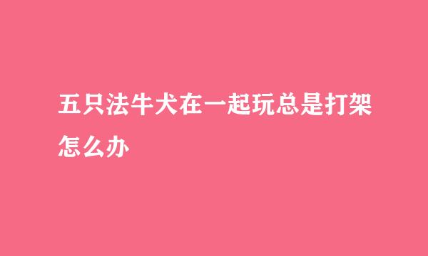 五只法牛犬在一起玩总是打架怎么办