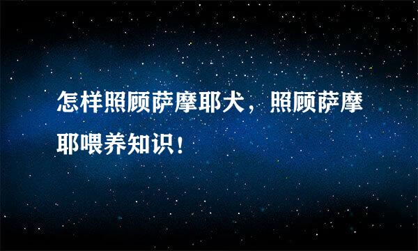 怎样照顾萨摩耶犬,照顾萨摩耶喂养知识!
