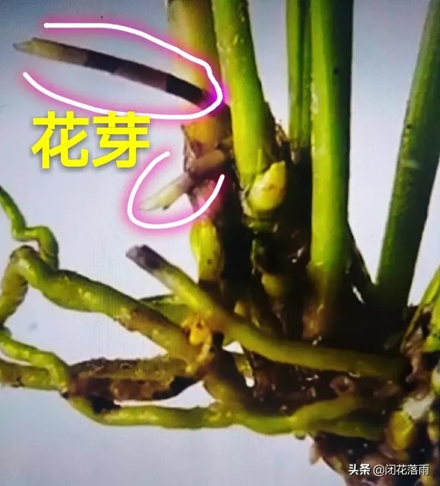 小龙兰需要春化吗？