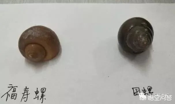 你怎么看南昌市民争相到公园打捞福寿螺这个事?这个有毒吗?