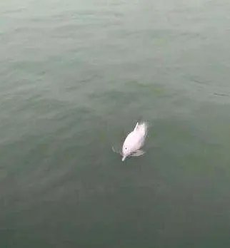泉州湾又出现了白海豚戏水了?