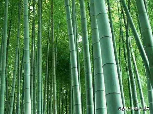为什么有人说竹子不是树呢?竹子到底是树还是草?