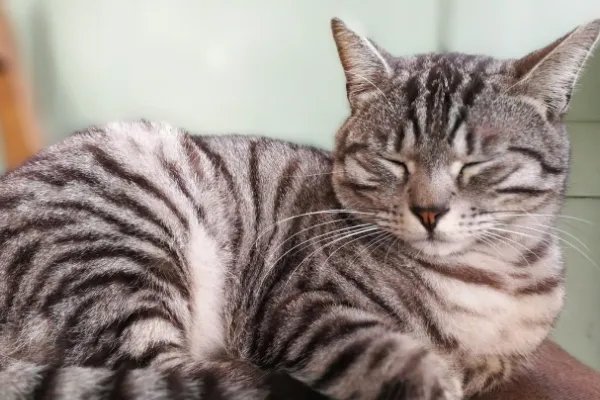 9.9元一天,共享猫咪生意火爆,谁来保证宠物猫的安全?