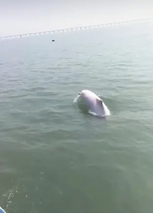 泉州湾又出现了白海豚戏水了?