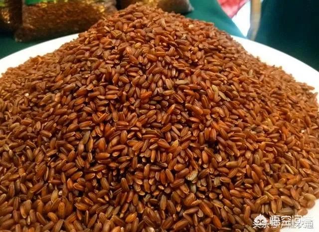 我国今年首次大范围试种海水稻,海水稻和水稻的区别到底有哪些?
