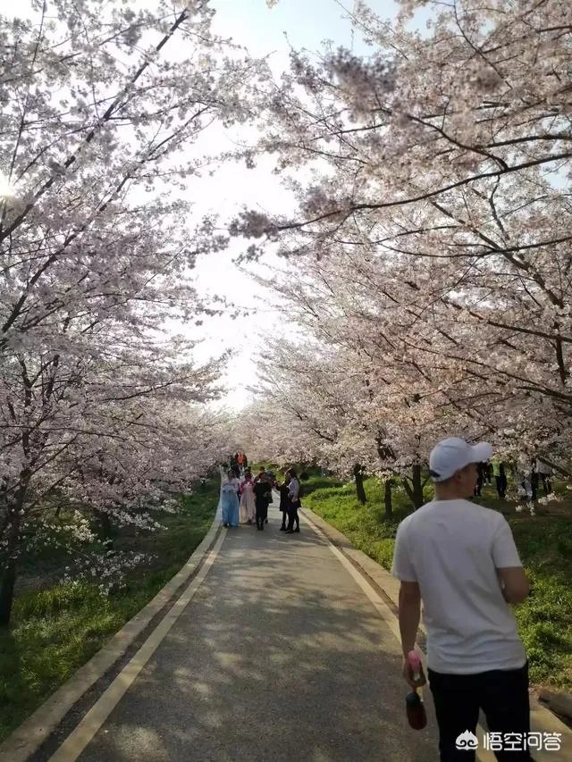 贵州平坝万亩樱花绽放,美爆了这个春天,有去过的吗?有旅游攻略路线吗?