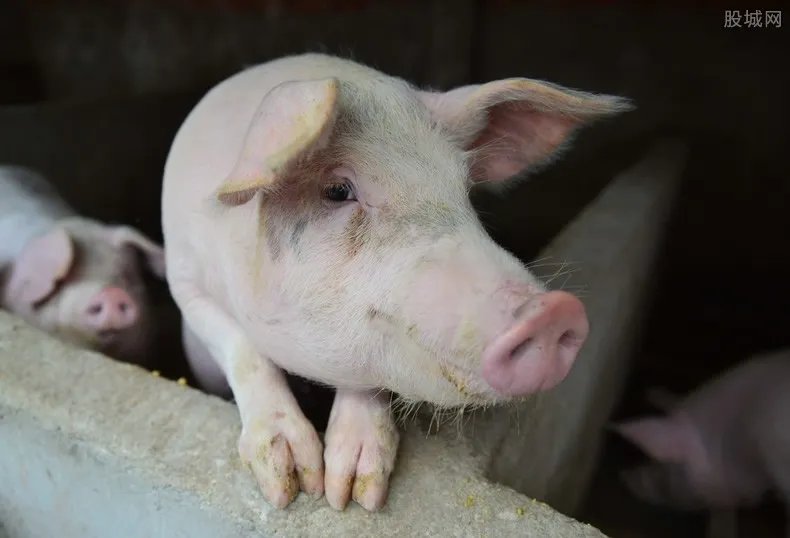猪肉价格开始回落 现在猪肉价格迎来降价