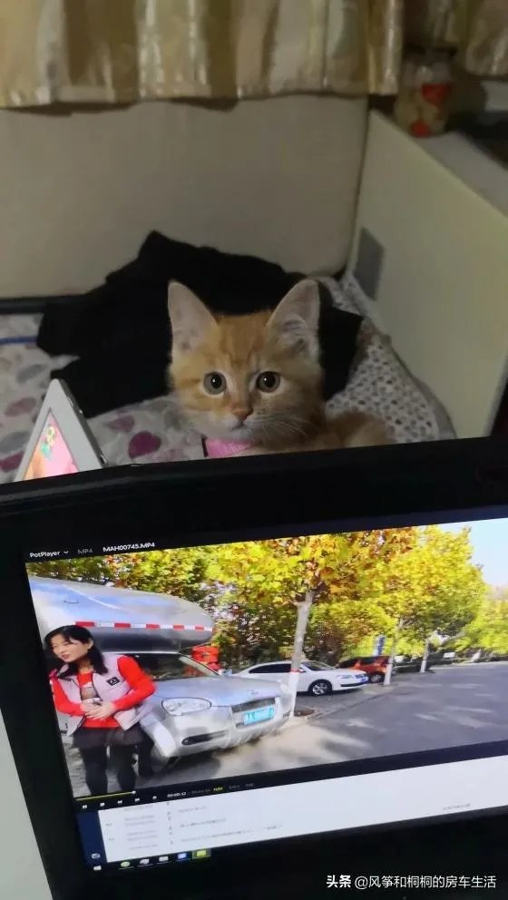 房车旅行可以带猫吗?为什么?