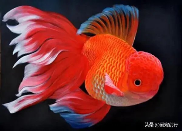 想养只小宠物具体哪个更适合家养?