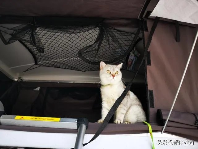 房车旅行可以带猫吗?为什么?