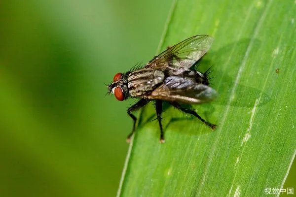 拜登售卖苍蝇拍,35000个几小时一抢而空,怎么回事?