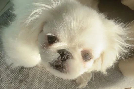 京巴狗是一种可爱的狗狗,那么京巴狗有哪些特点吗?