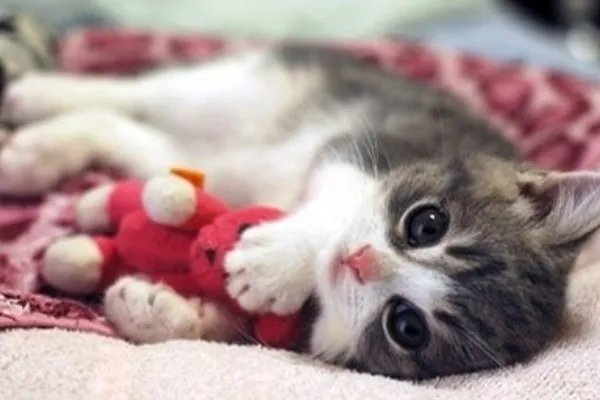 9.9元一天,共享猫咪生意火爆,谁来保证宠物猫的安全?