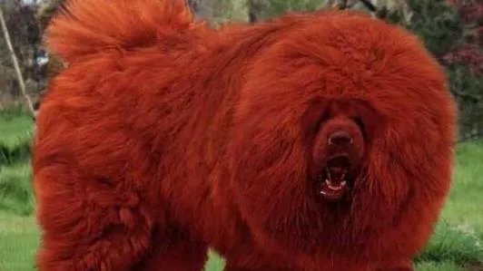 中国十大獒王有名的藏獒:第一藏獒惊天兽(图)