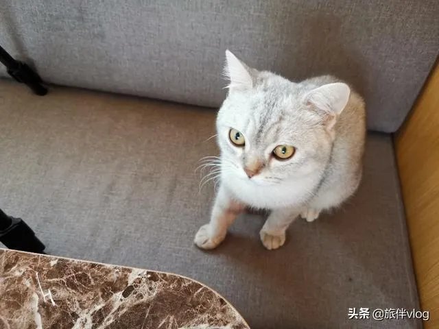 房车旅行可以带猫吗?为什么?