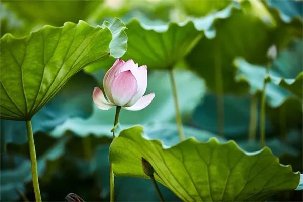 百年古莲复活开花 古莲子为何生存百年还能开花