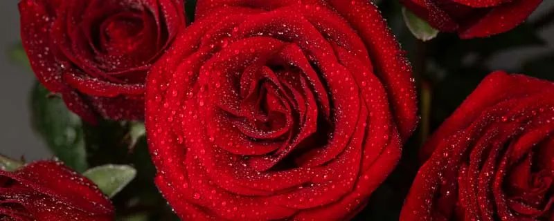 21朵粉玫瑰花语是什么 21朵粉玫瑰花语是什么意思