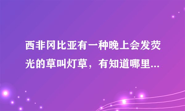 西非冈比亚有一种晚上会发荧光的草叫灯草，有知道哪里能买到种子的吗？求购 附带联系法方式