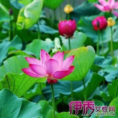 植物种类图片及名称大全