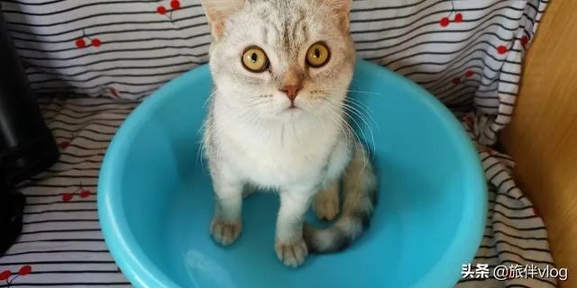 房车旅行可以带猫吗?为什么?