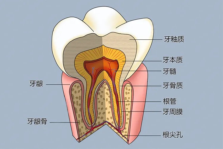 牙齿解剖图