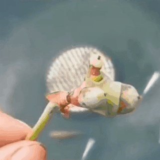 莲蓬极像《植物大战僵尸》的僵尸 网友狂做表情包