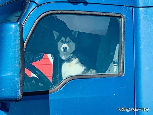 房车旅行可以带猫吗?为什么?