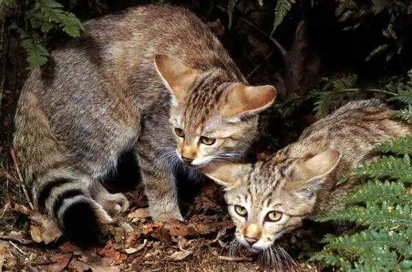 猞猁属的介绍
