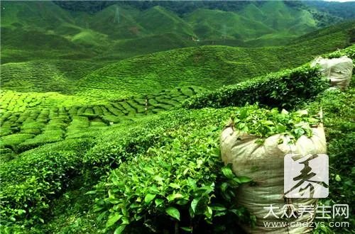 乌发茶的种类有哪些?