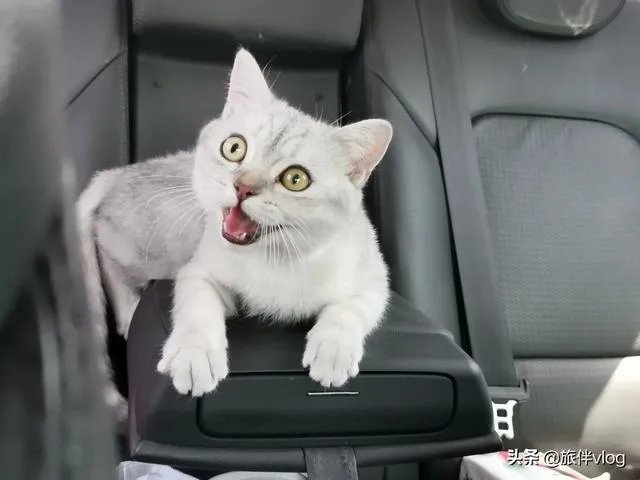 房车旅行可以带猫吗?为什么?