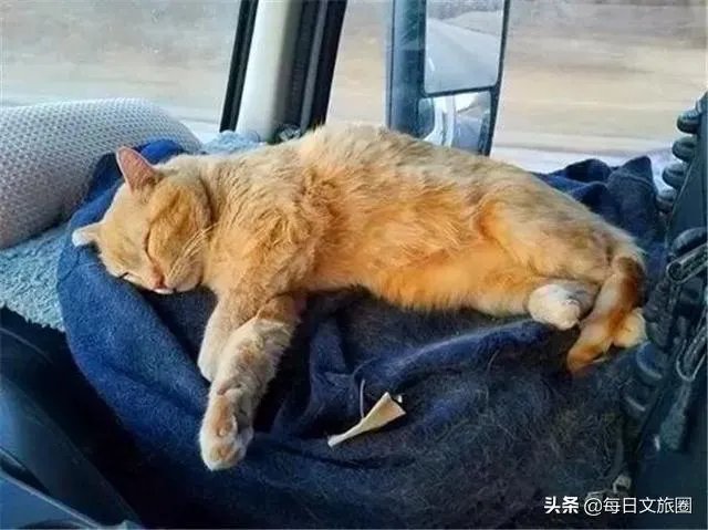房车旅行可以带猫吗?为什么?
