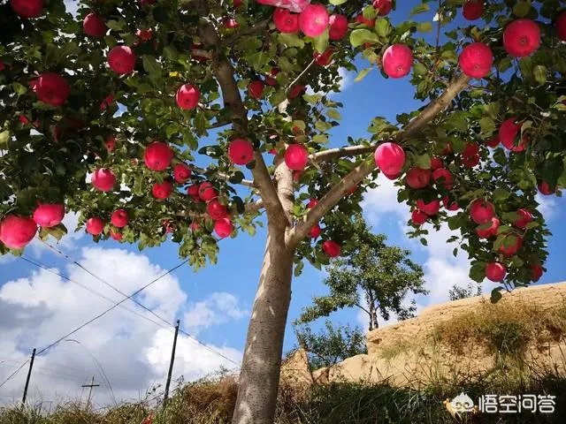 富士苹果的价格是多少?2018年下半年苹果的行情怎么样?
