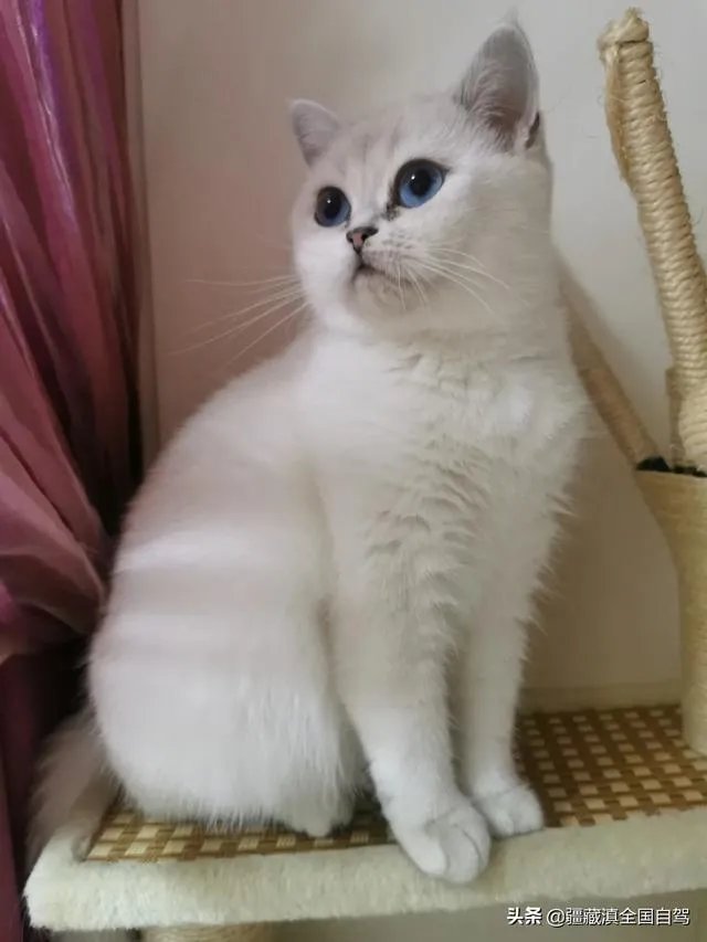 房车旅行可以带猫吗?为什么?