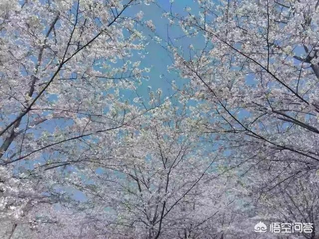 贵州平坝万亩樱花绽放,美爆了这个春天,有去过的吗?有旅游攻略路线吗?
