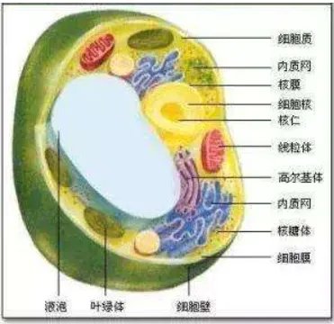 游离的核糖体和附着的核糖体的区别