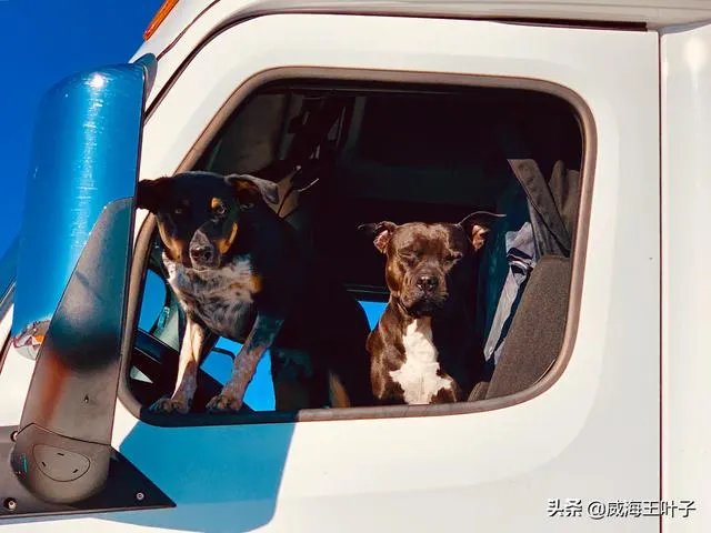 房车旅行可以带猫吗?为什么?