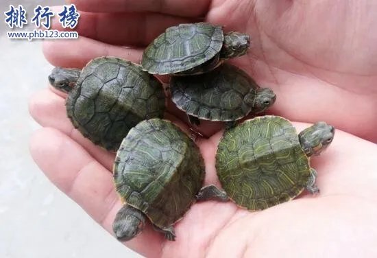 世界上智商最高的乌龟:巴西龟,能辨别主人