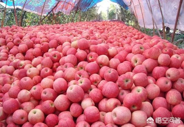 富士苹果的价格是多少?2018年下半年苹果的行情怎么样?