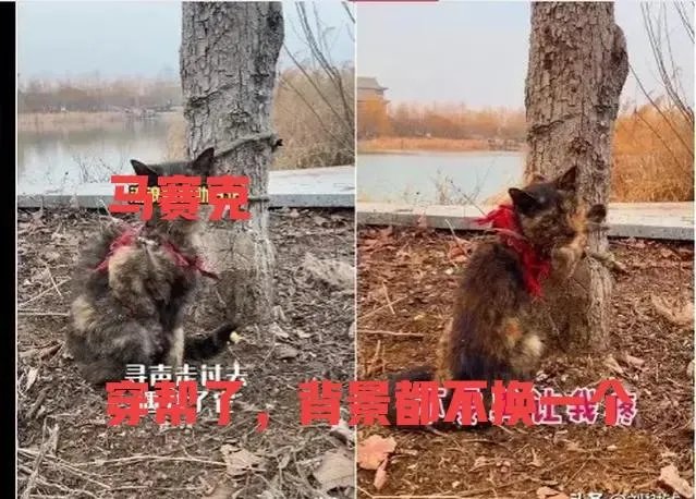 杨晓芸骗捐