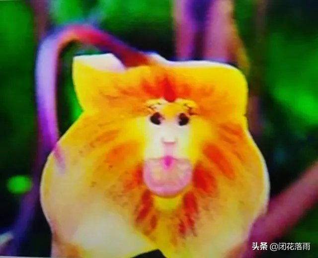 小龙兰需要春化吗？