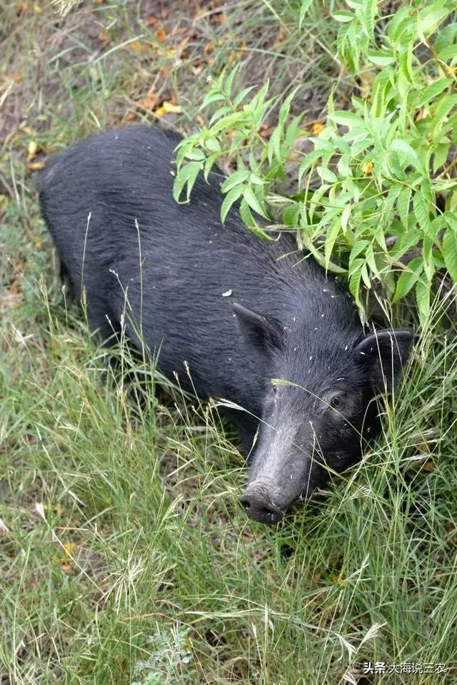 野猪是保护动物国家禁止猎杀,可是农民种的庄稼经常被糟蹋该怎么办?