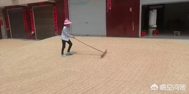 麦子折秤